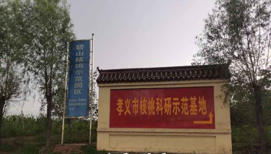 孝義農(nóng)產(chǎn)品大市場(chǎng)丨力爭(zhēng)讓孝義核桃插上翅膀，飛向全國(guó)！